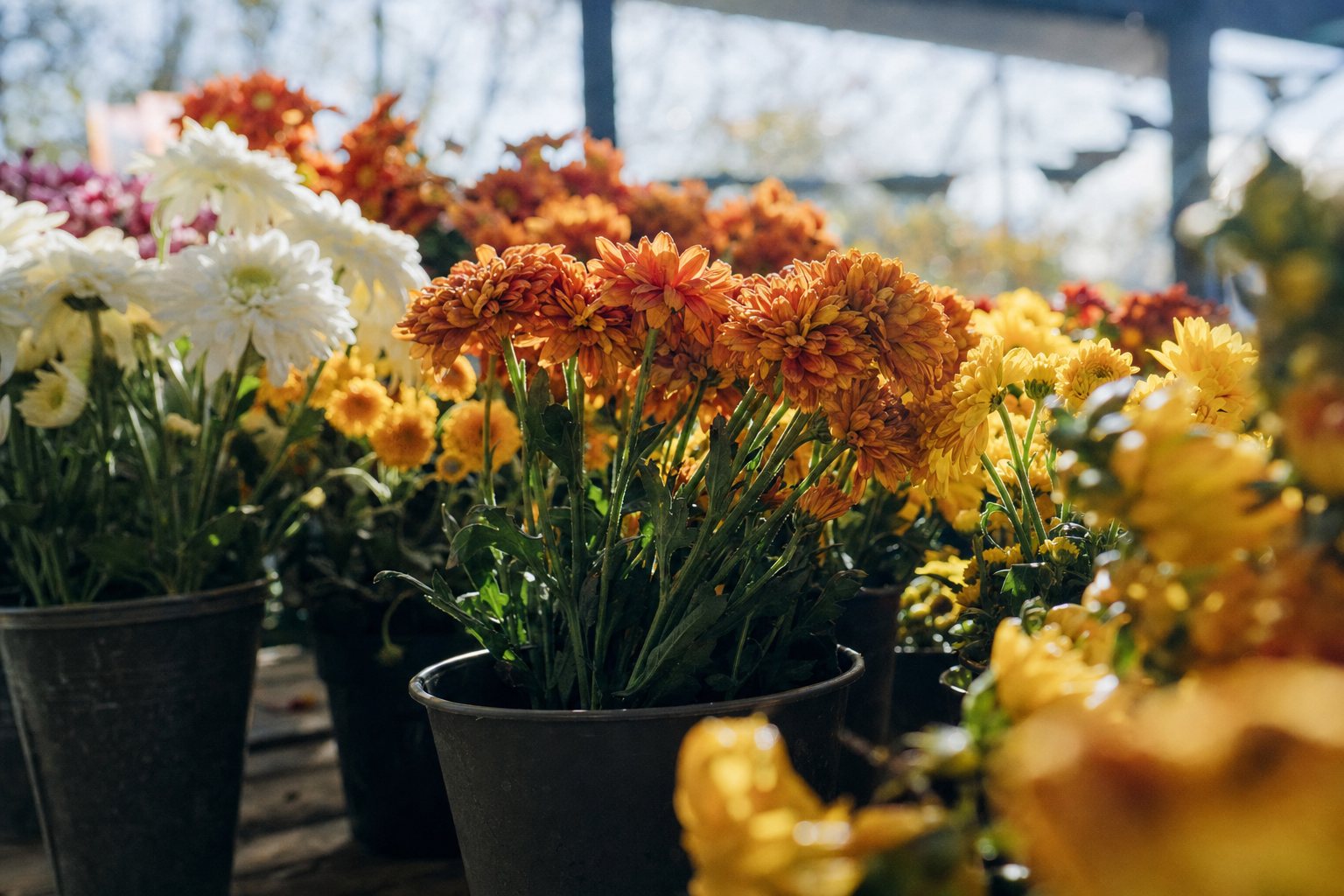 Buckets of bronze, yellow and white chrysanthemums on a sunny flower shop counter in autumn