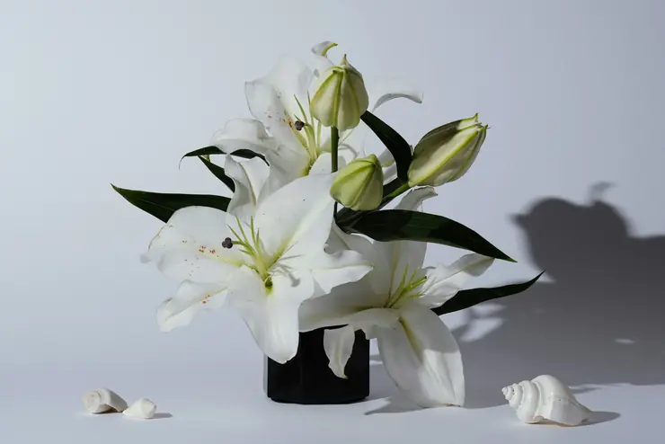 White lilies arranged in a dark vase against a plain wall