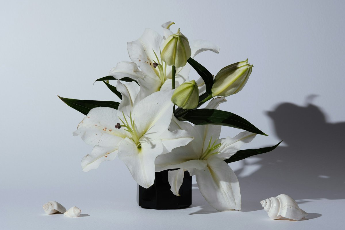 White lilies arranged in a dark vase against a plain wall