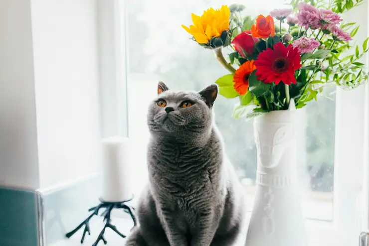 A grey cat sitting beside a vase of gerberas and mixed flowers on a sunny windowsill