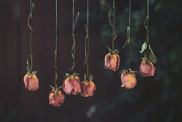 Dried roses hanging upside down to preserve them