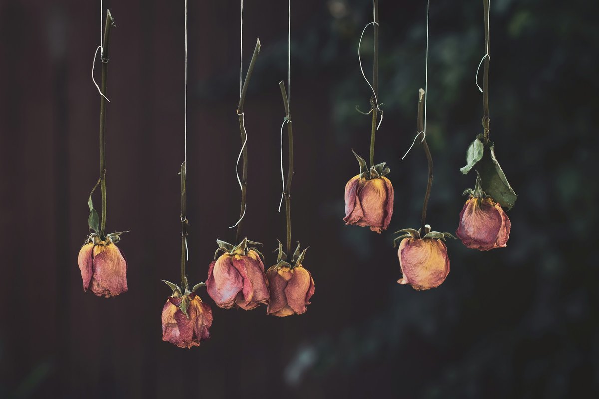 Dried roses hanging upside down to preserve them