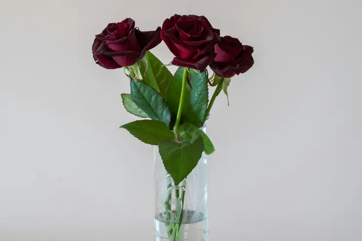 Three red roses in a clear glass vase against a white wall
