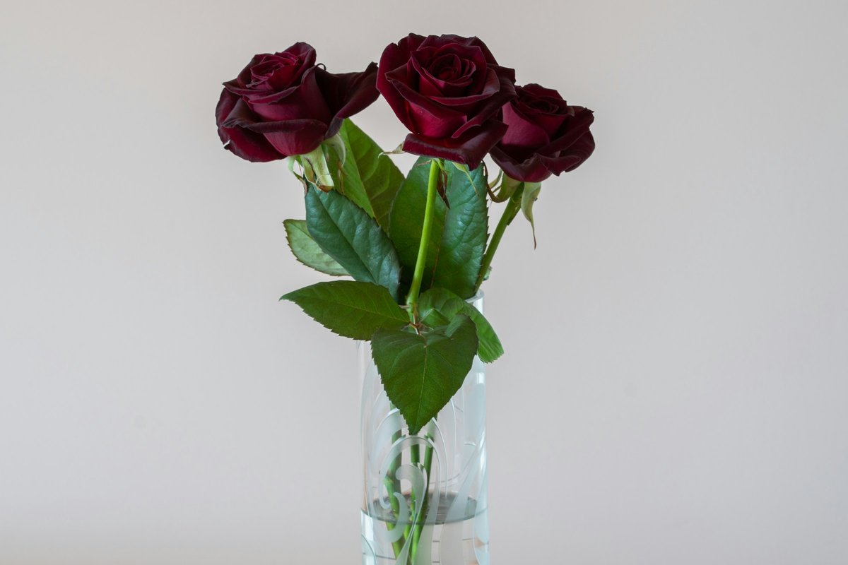 Three red roses in a clear glass vase against a white wall