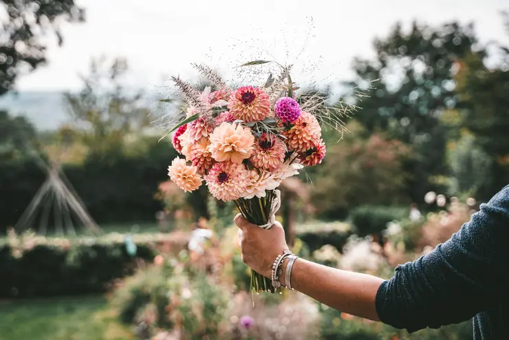 A hand holding a bouquet of autumn dahlias in a garden